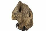 Fossil Triceratops Skull Section w/ Metal Stand - South Dakota #339968-2